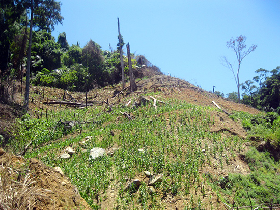 Một khoảnh rừng tự nhiên tại Phước Sơn bị người dân phá để làm rẫy. Ảnh: V.H