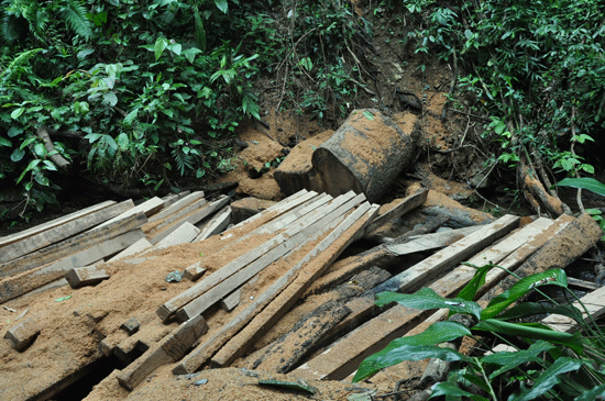 Tình trạng phá rừng tập trung phần lớn ở các ban quản lý rừng phòng hộ. TRONG ẢNH: Phá rừng phòng hộ Sông Tranh, đoạn qua xã Trà Bui (Bắc Trà My). Ảnh: T.H